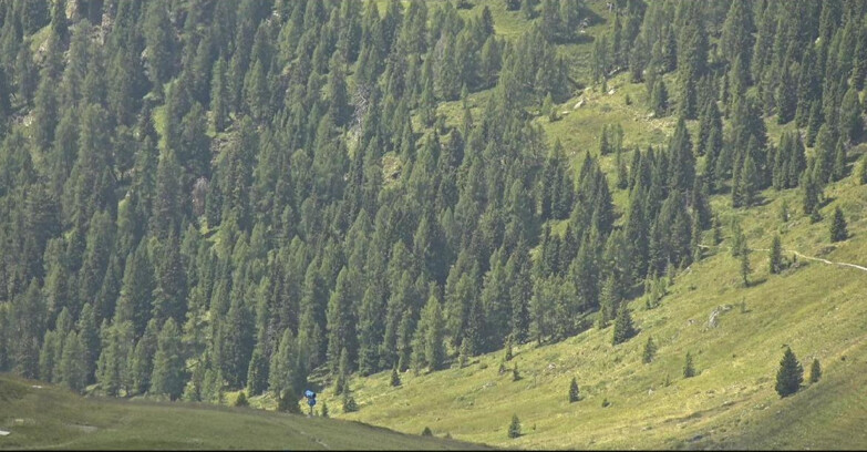 Webcam San Martino di Castrozza - Passo Rolle - Tognola - Piste Scandola