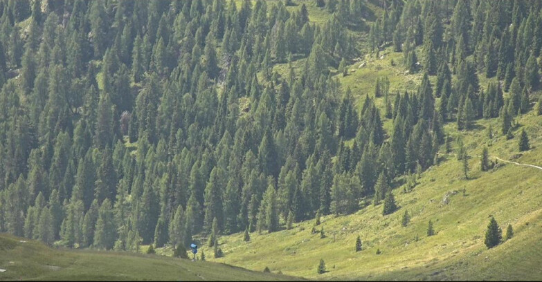 Webcam San Martino di Castrozza - Passo Rolle - Tognola - Piste Scandola