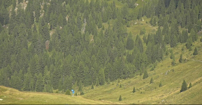 Webcam Сан-Мартино-ди-Кастроцца - Пассо-Ролле - Tognola - Piste Scandola