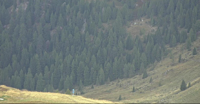 Webcam San Martino di Castrozza - Passo Rolle - Tognola - Piste Scandola