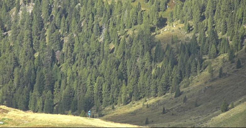 Webcam San Martino di Castrozza - Passo Rolle - Tognola - Piste Scandola