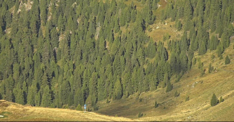 Webcam San Martino di Castrozza - Passo Rolle - Tognola - Piste Scandola