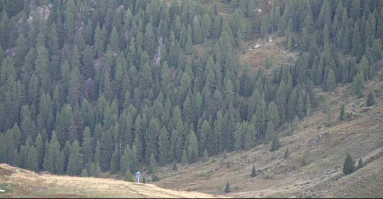 Webcam San Martino di Castrozza - Passo Rolle - Tognola - Pista Scandola