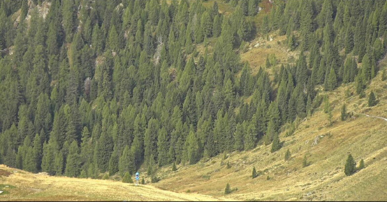 Webcam Сан-Мартино-ди-Кастроцца - Пассо-Ролле - Tognola - Piste Scandola