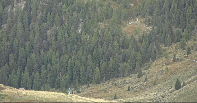 Webcam Сан-Мартино-ди-Кастроцца - Пассо-Ролле - Tognola - Piste Scandola