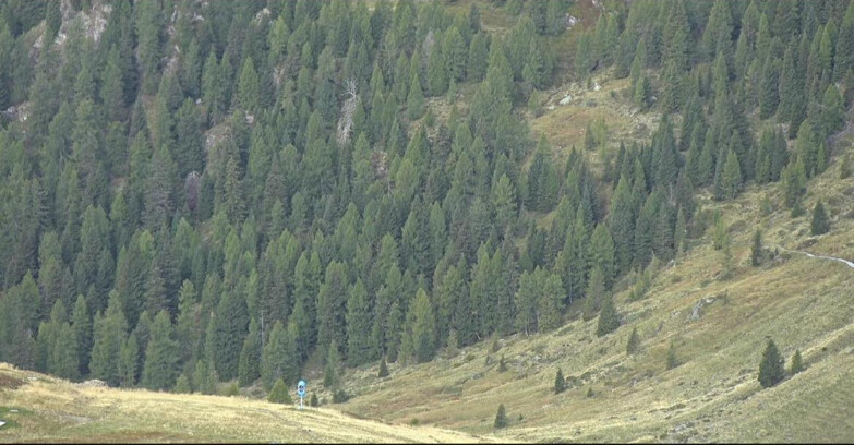 Webcam Сан-Мартино-ди-Кастроцца - Пассо-Ролле - Tognola - Piste Scandola