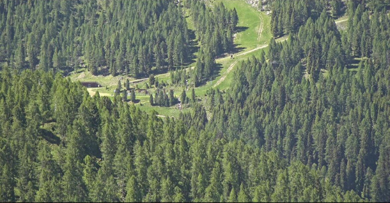 Webcam San Martino di Castrozza - Passo Rolle  - Ces - Malga Valcigolera