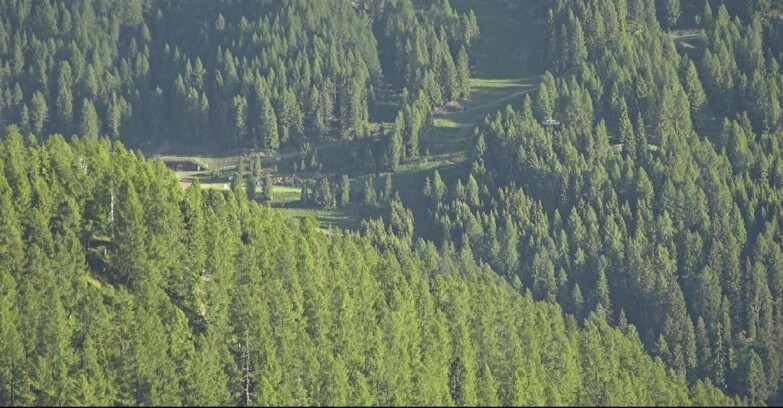 Webcam San Martino di Castrozza - Passo Rolle - Ces - Malga Valcigolera